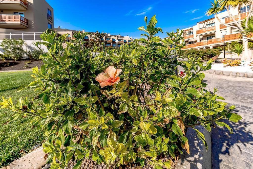 Grande Apartamento, Sotavento 3, La Tejita, El Medano Granadilla De Abona Exterior foto